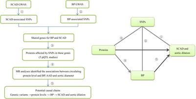 Association of Circulating Cathepsin B Levels With Blood Pressure and Aortic Dilation